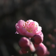 はやる気持ち