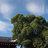 空と木