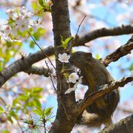 桜キス