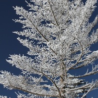 White Christmas Tree