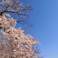 晴桜