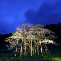 薄墨の桜。