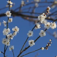 白梅満開の枝