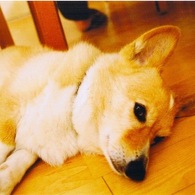 chappy is sleeping
