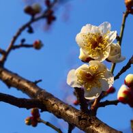 梅の花2