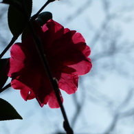 空に押し花