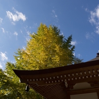 正覚寺の銀杏