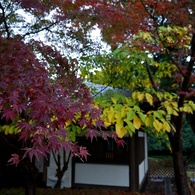 【旅】［伊豆］紅葉