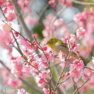 春爛漫