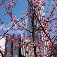 【散歩】スカイツリーをバックに桜