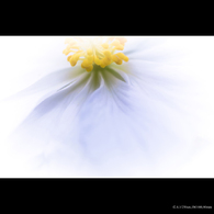 Pure white