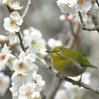 花見日和