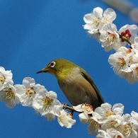 3月6日