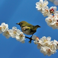 3月6日