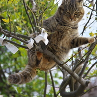 尾道猫37