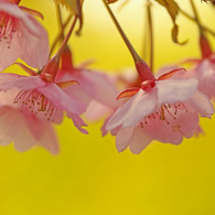 河津桜　in　菜の花　yellow