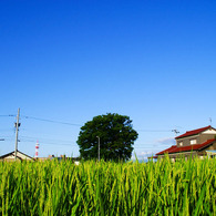 夏の田園