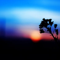 夕日と坂東大橋と菜の花と