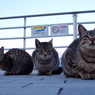 のらねこ１－３兄弟