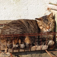 のらねこ３－陽だまりのいえ