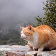 のらねこ４－たまには雨も