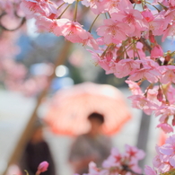 お花見