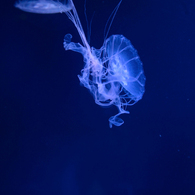 space travel *3　生物