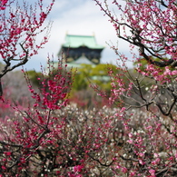 梅と大阪城 （紅）