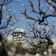 大阪城と梅 （白）