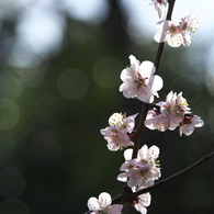 春光受けて梅の花