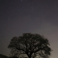 わに塚の桜の木と星空