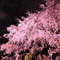 六義園のしだれ桜