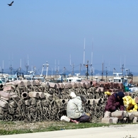 蛸の島