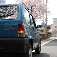 さくらぱんだ