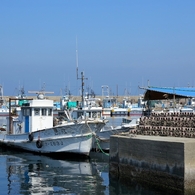 蛸の島Ⅱ