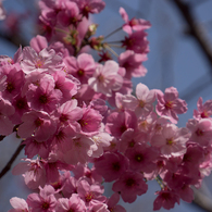 桜 ～ピンク～