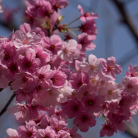 桜 ～ピンク～