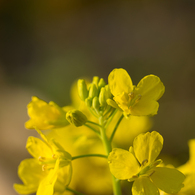 菜の花