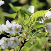 大島桜①