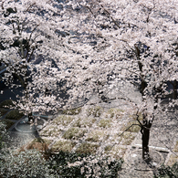 品川の桜