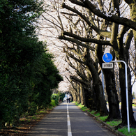 海軍道路_2