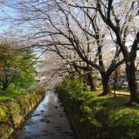 千本桜_1