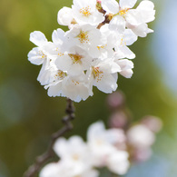 上飯田｜桜