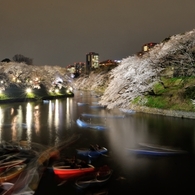 千鳥ヶ淵　夜桜　ボート