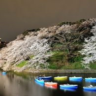 千鳥ヶ淵　夜桜　ボート
