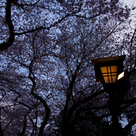 YASUKUNI #1
