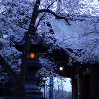YASUKUNI #3