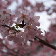 岡山大学桜