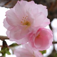 八重桜　
