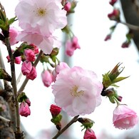 八重桜